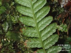 Leptogramma tottoides