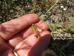Lastarriaea coriacea