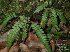 Leptogramma tottoides