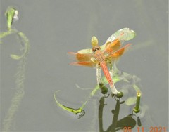 Brachythemis contaminata