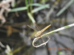 Brachythemis contaminata