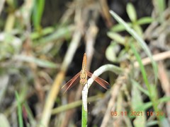 Brachythemis contaminata