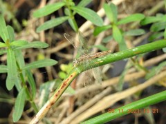 Brachythemis contaminata