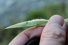 Senecio rufiglandulosus