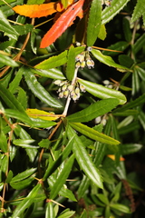 Berberis julianae