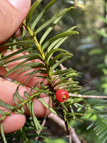Florida yew