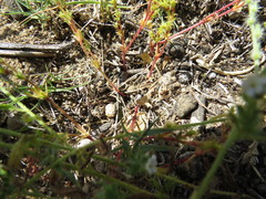 Lastarriaea coriacea