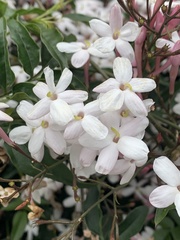 Jasminum