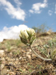 Oxytropis reverdattoi
