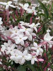 Jasminum