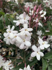 Jasminum