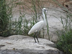 Egretta garzetta