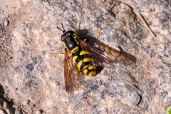 Chrysotoxum intermedium