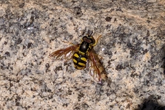 Chrysotoxum intermedium