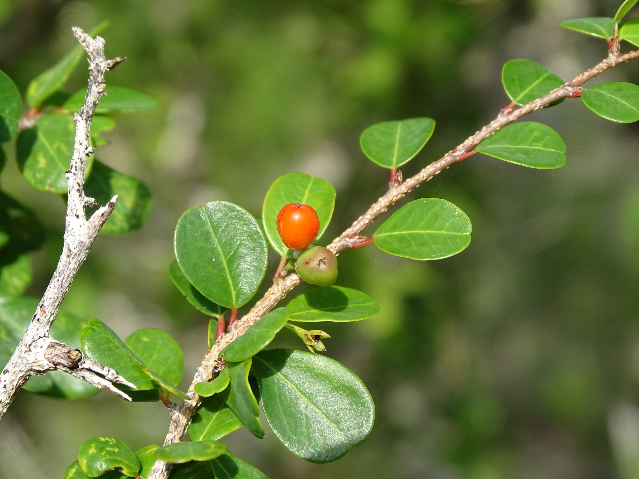 Erythroxylum rotundifolium