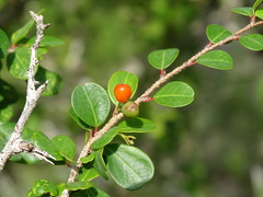 Coca (Erythroxylum)