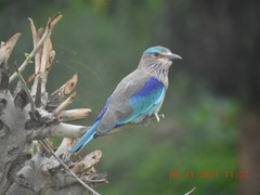 Coracias benghalensis