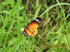 Danaus chrysippus