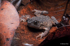 Ingerophrynus divergens
