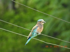 Coracias benghalensis