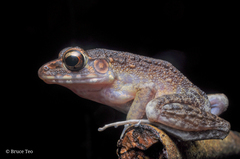 Pulchrana baramica