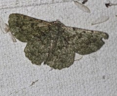 Aeolochroma hypochromaria