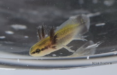 Notophthalmus meridionalis