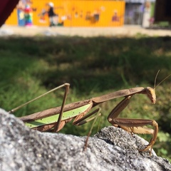 Tenodera