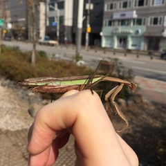 Tenodera