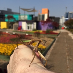 Tenodera