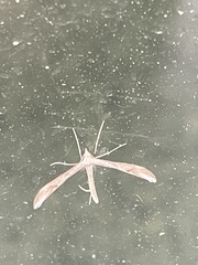 Platyptilia celidotus