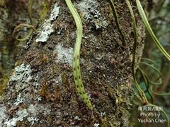 Lepisorus heterolepis