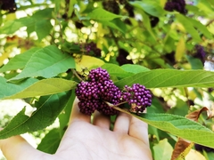 Callicarpa
