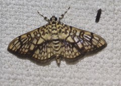 Haritalodes obliqualis