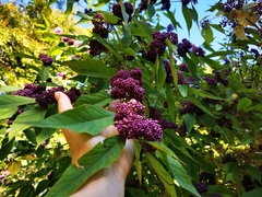 Callicarpa
