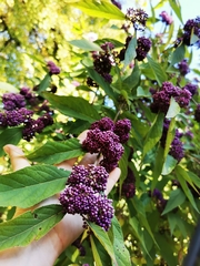 Callicarpa