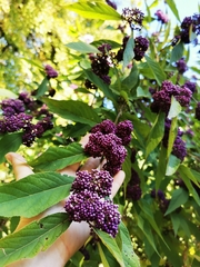 Callicarpa