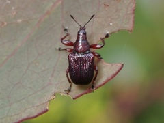 Euops falcata