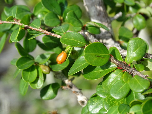 Image of Erythroxylum rotundifolium by (c) Alexis López Hernández, some rights reserved (CC BY)