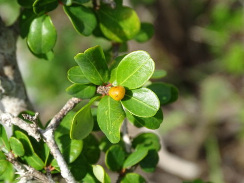Image of Erythroxylum rotundifolium by (c) Alexis López Hernández, some rights reserved (CC BY)