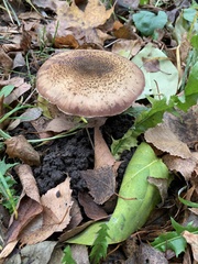 Armillaria