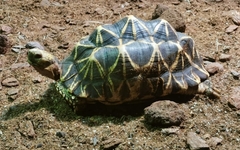 Geochelone