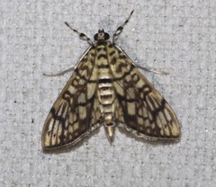 Haritalodes obliqualis