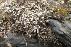 Mannia fragrans
