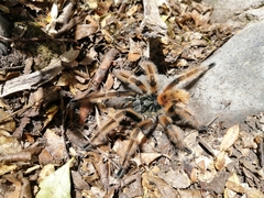 Phrixotrichus vulpinus