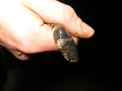 Hydrops triangularis