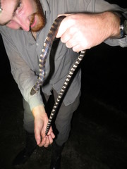 Hydrops triangularis