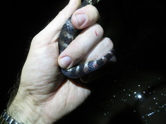 Hydrops triangularis