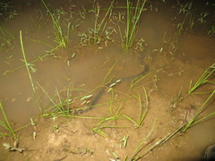 Hydrops triangularis