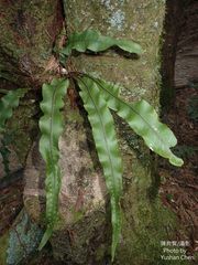 Lepisorus obscurevenolusus